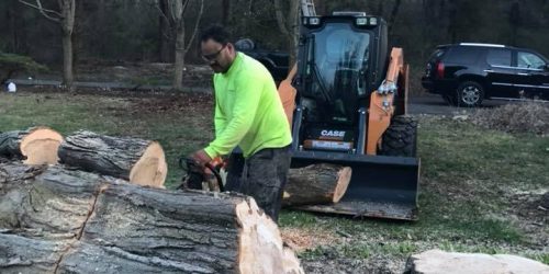 Tree Service
